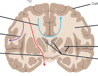 <p>What are the three main tracts within the white matter of the brain, and what do they do? ID them in the pic</p>