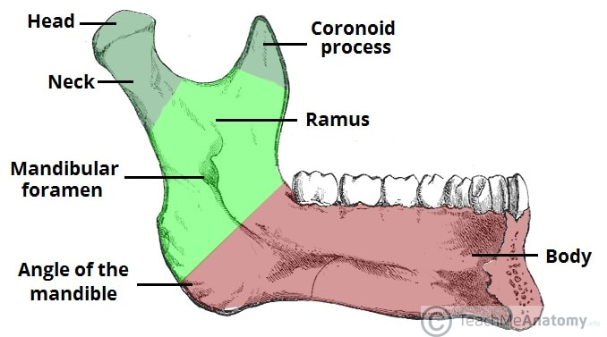 <p>Mandible (āyou should know these landmarksā)</p>