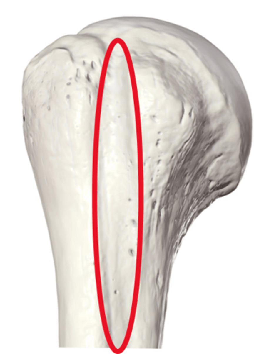 <p>Intertubercular groove</p>