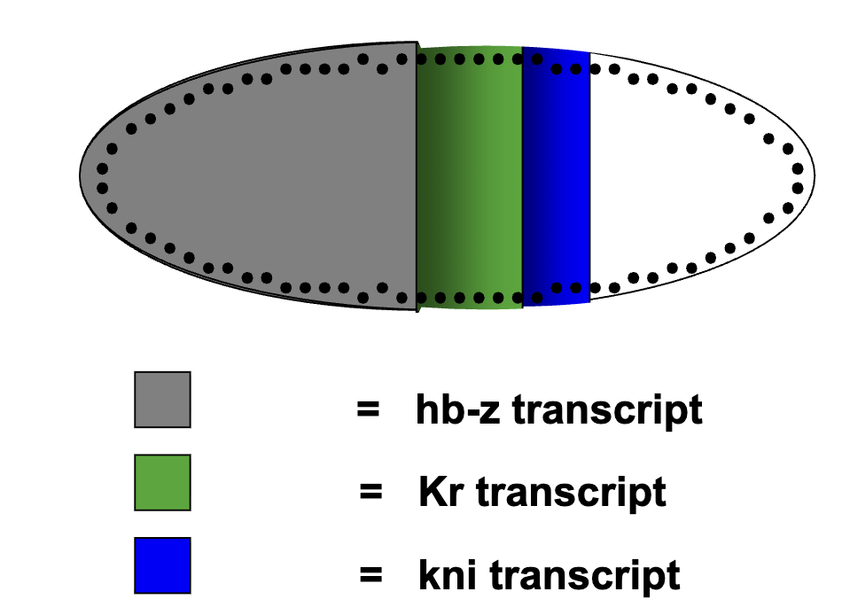 <ul><li><p><em>hb</em>,<em> Kr<sub> </sub></em>and<em> kni</em> are transcribed by contiguous nuclei in specific regions of the embryo with <em>hb</em> more anterior to <em>Kr</em> and Kr more anterior to <em>kni</em></p></li><li><p>gap genes are first expressed 11-13th cycles of nuclear division</p></li></ul><p></p>