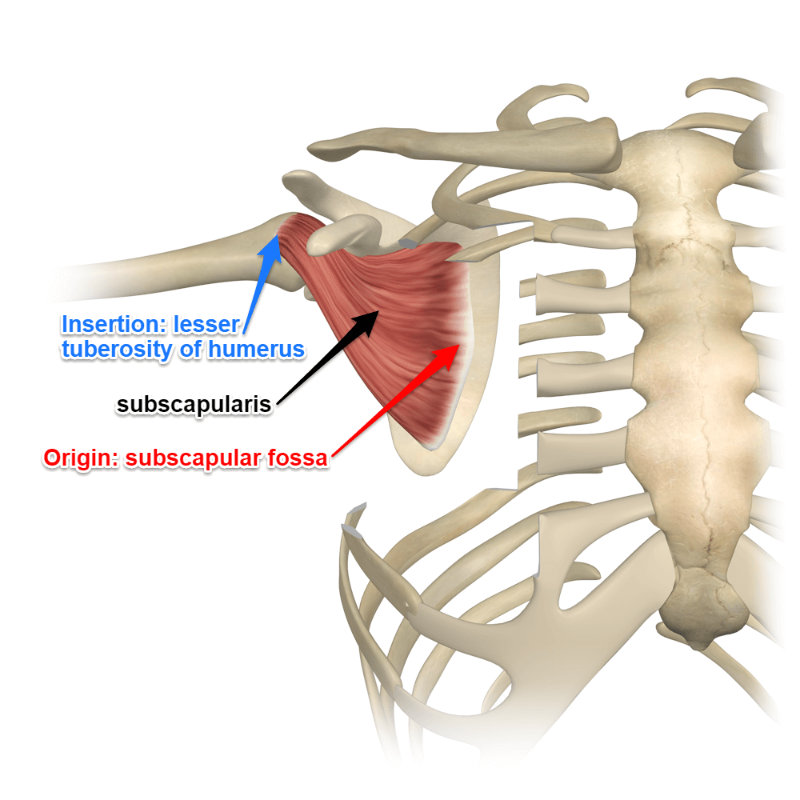 <p><strong>Origin </strong>= subscapular fossa of scapula</p><p><strong>Insertion </strong>= lesser tubercle of humerus</p><p><strong>Action </strong>= medially rotates shoulder</p><p></p><p><strong>Chief medial rotator </strong>of the humerus</p>