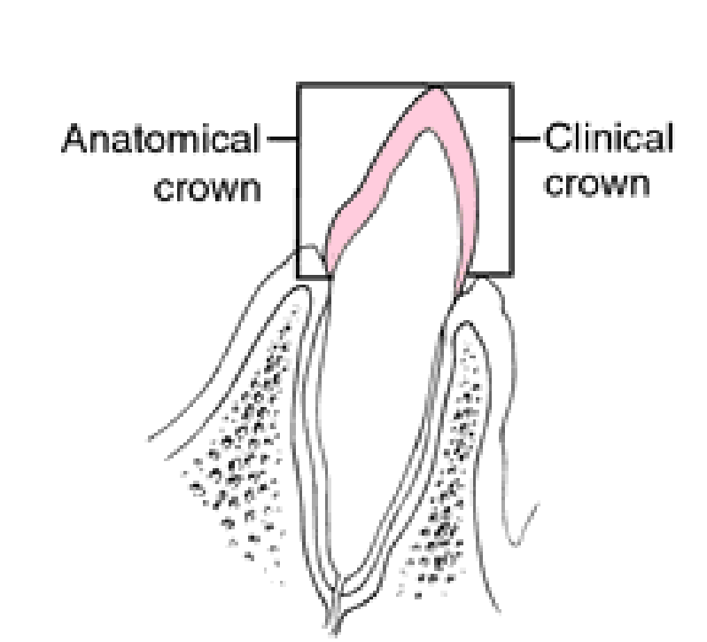 <p> is that part that is visible in the oral cavity.</p>