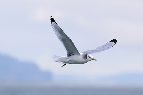 <p>B</p>
