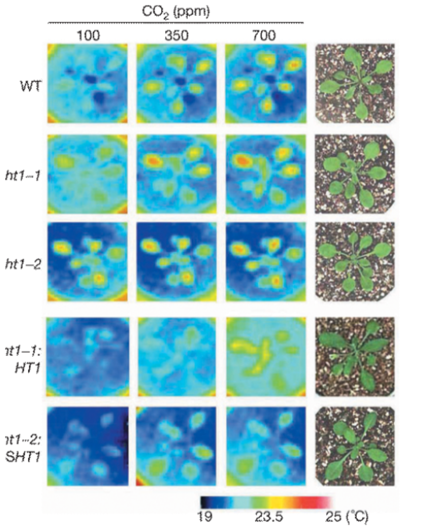 <p>The researchers looked for mutants using thermal imaging under different levels of CO<sub>2</sub>, which allowed them to “see” the temperature of the leaves. They placed plants in low carbon dioxide, and found some plants that were evidently warmer than wild type. They called these high temperature 1 (HT1) mutants. They found 2 mutant alleles. Ht1-2 is the “stronger” allele; it is more fully broken (we’ll ignore ht1-1).</p><p>This change in temperature is because…</p><p>Stomata open = evaporative cooling (wild type)</p><p>Stomata closed = <em>no </em>cooling, gets hot (ht1-2)</p>