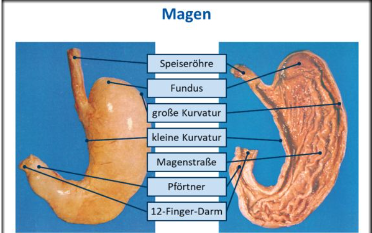 <p>Eingang/Ausgang: Ringmuskel<br>Magenstraße: Oberflächenvergörßerung, Flüssigkeit kann vorbeifließen<br>Schutz: Schleimschicht</p>