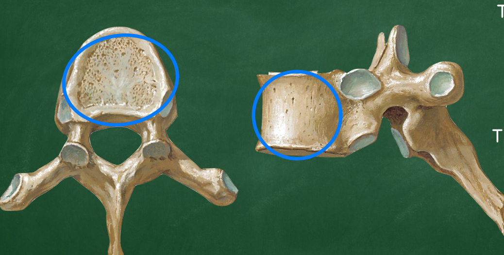 <p>What structure forms from the large anterior weight-bearing portion of a vertebra?</p>