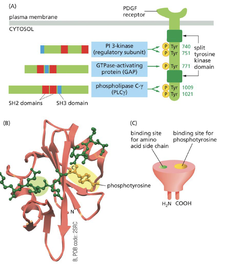 <ul><li><p>To activated RTKs</p></li><li><p>Tyrosine is ofc very important (SH2 binds to phosphorylated tyrosines), but yes is important but many mutations/types of the SH2 domain</p></li><li><p>Yes depending where on RTK leads to different cell signal.<br>So when certain ligand binds on RTK leads to certain phosphorylation which leads to certain cell response</p></li></ul><p></p>