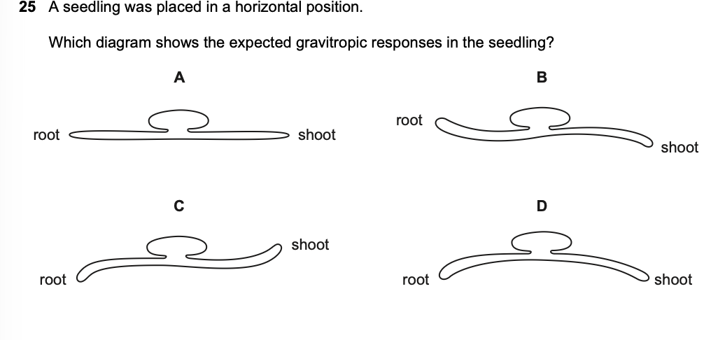 <p>A seedling was placed in a horizontal position.</p>