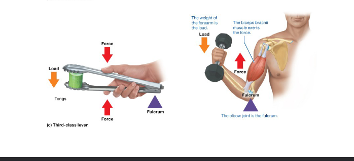 <p><span style="background-color: transparent;">Tension generated between joint and weight of body&nbsp;</span></p><p><span style="background-color: transparent;">Force in the middle of load on one side fulcrum on the other ex.Elbow joint</span></p>