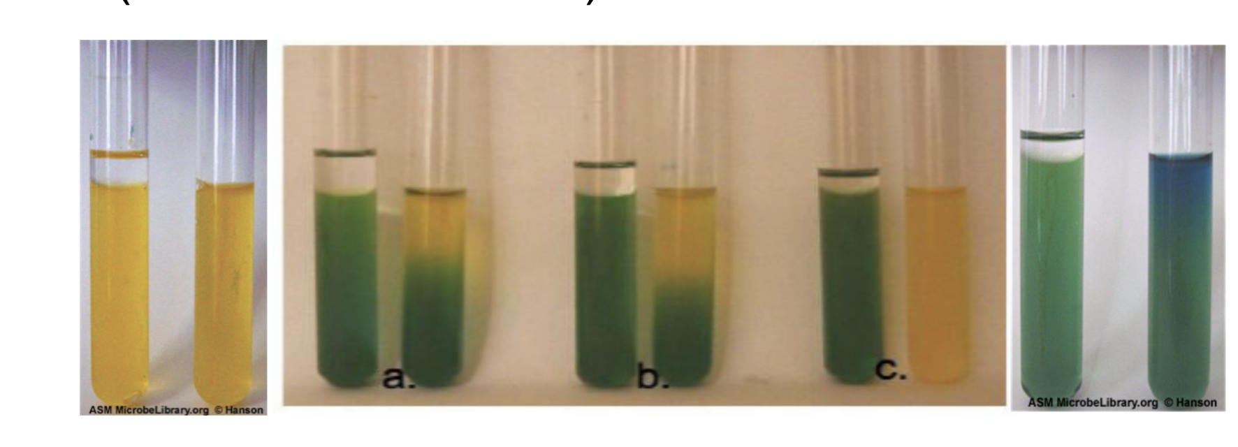 <p><span>what bacteria can stay blue/gree in a OF glucose test?</span></p>