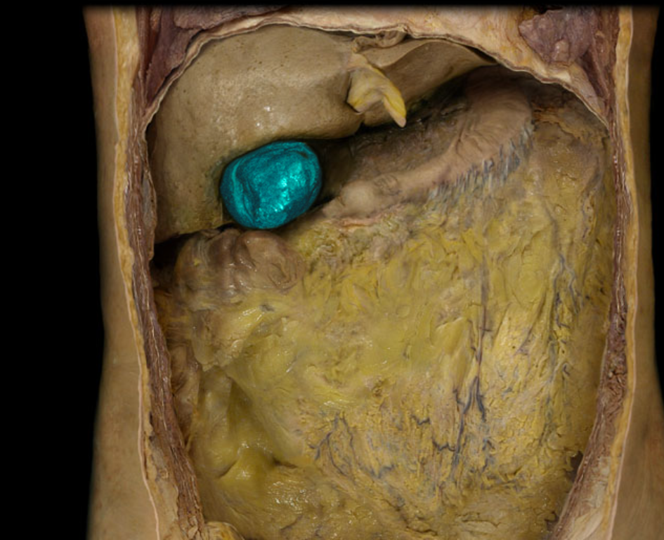 <p>bile produced by the liver is carried by ducts to here where it is stored and concentrated until needed, by the inferior surface of the liver at the medial border of the right lobe</p>