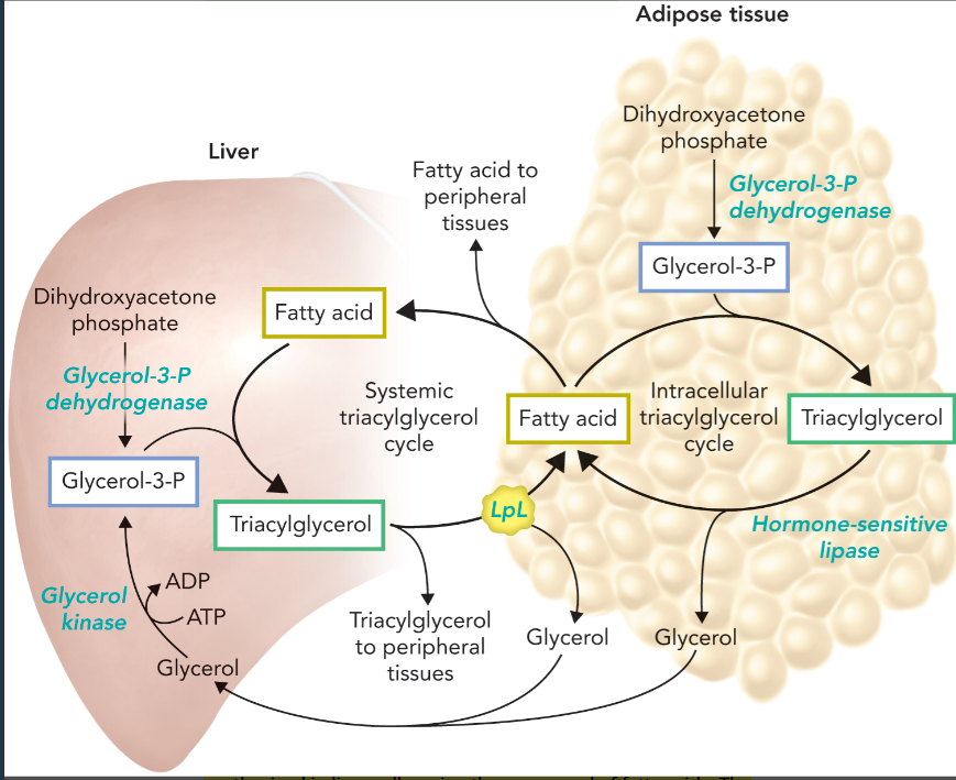 <ul><li><p>systemic component cycles fatty acids between adipose tissue and the liver in the form of fatty acids bound to albumin and TAGs contained in lipoprotein particles </p></li><li><p>intracellular component in adipocytes cycles fatty acids in the form of cytosolic free fatty acids and TAGs stored in lipid droplets </p></li><li><p>dependent on sufficient level of glycerol-3-phosphate </p></li></ul><p></p>