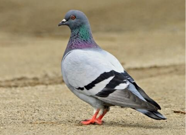 <p>What pest is this?</p>