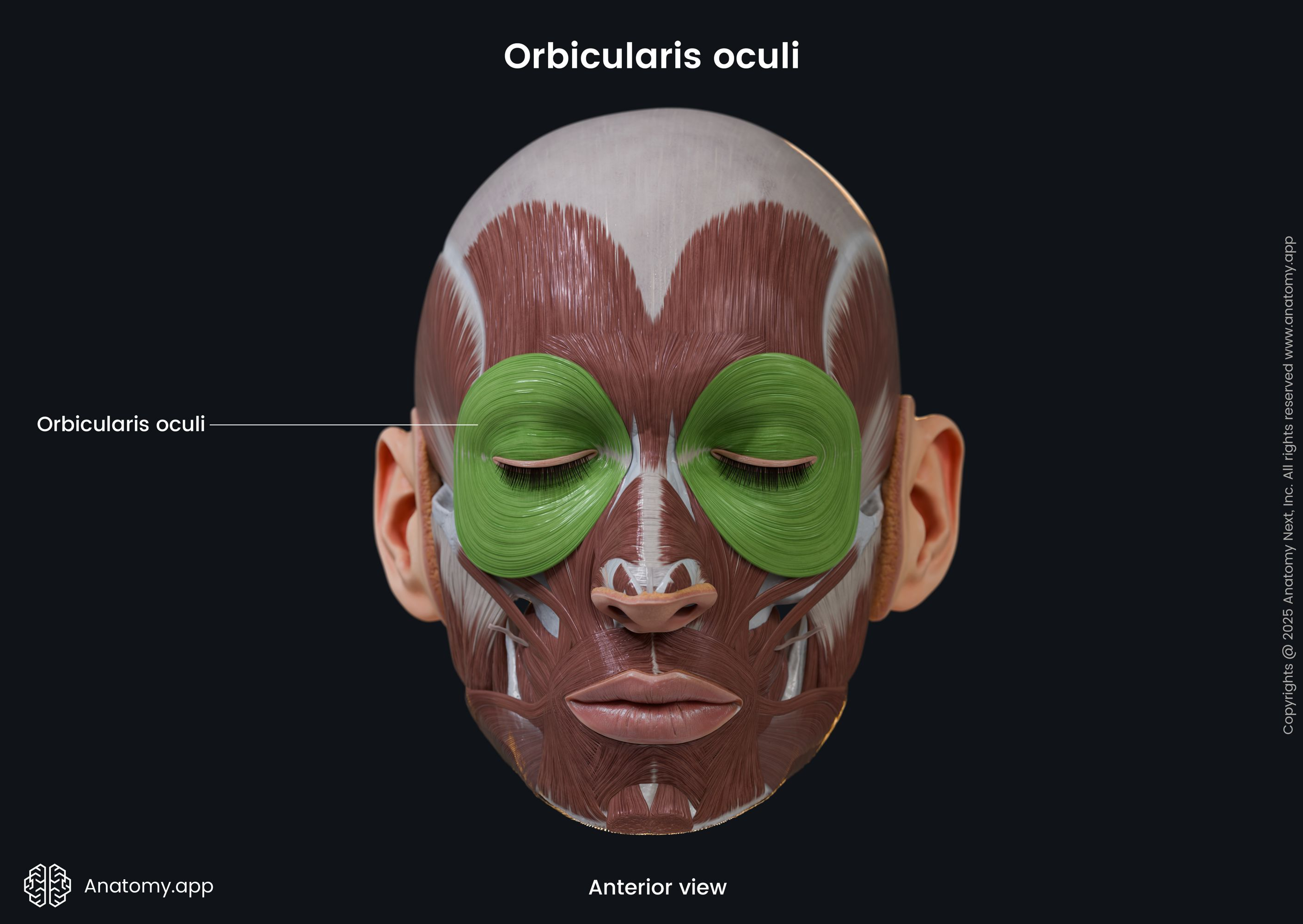 <p>A tripartite sphincter muscle of the eyelids that closes the eye and produces blinking, squinting, and draws eyebrows inferiorly.</p>
