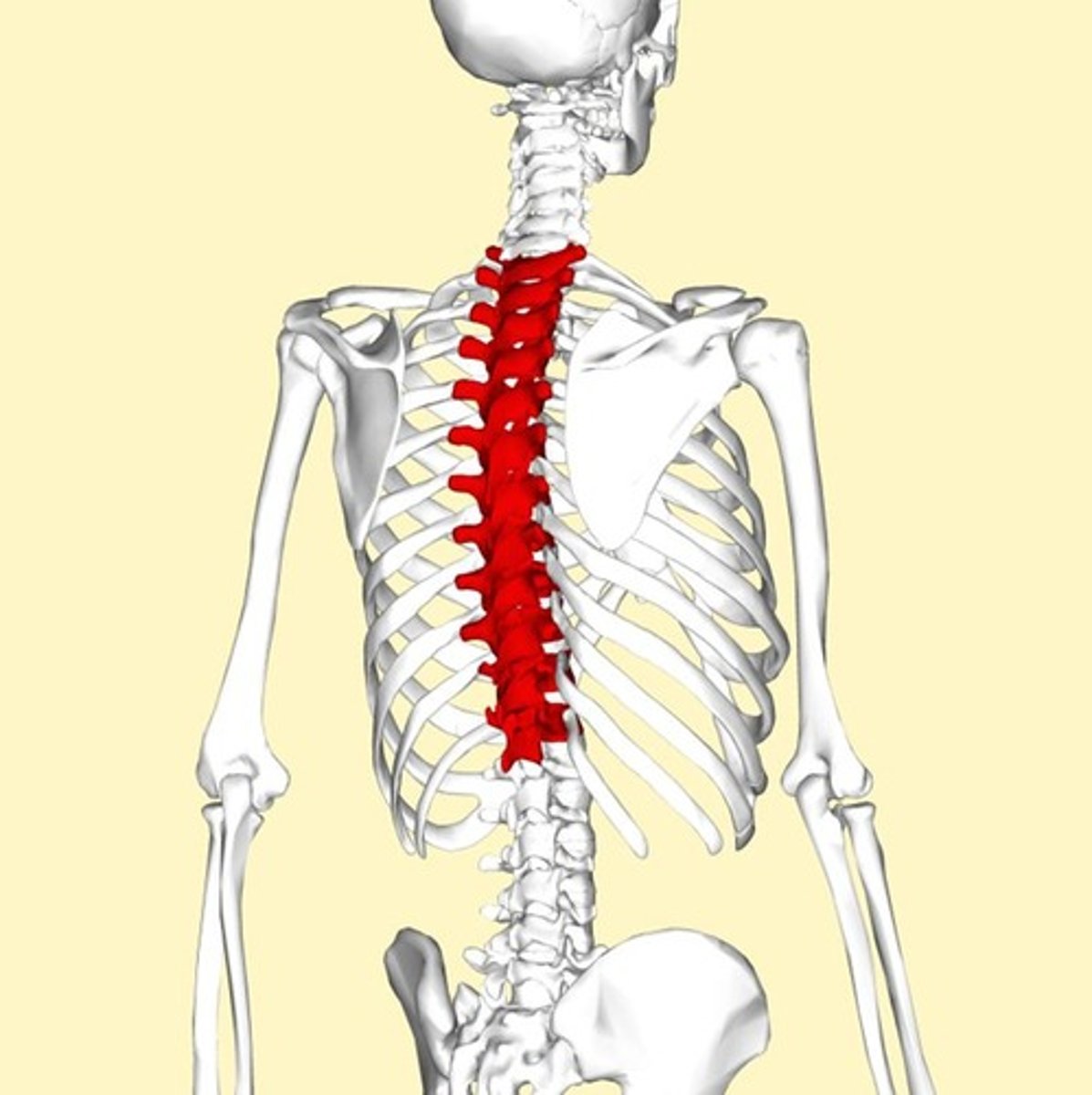 <p>Set of seven (C1-C7); form the neck</p>