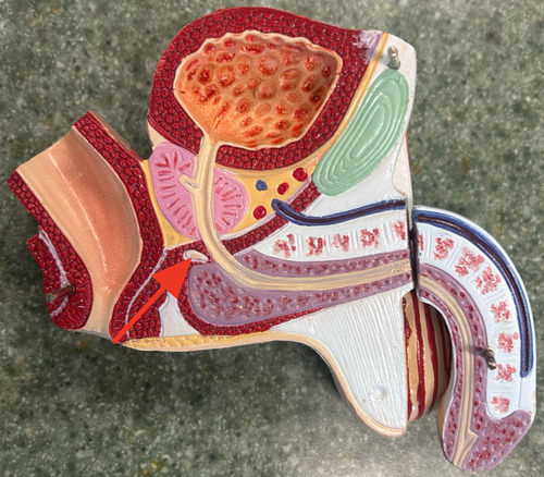 <p>paired gland located inferior to the prostate gland and secretes mucus into the urethra</p>