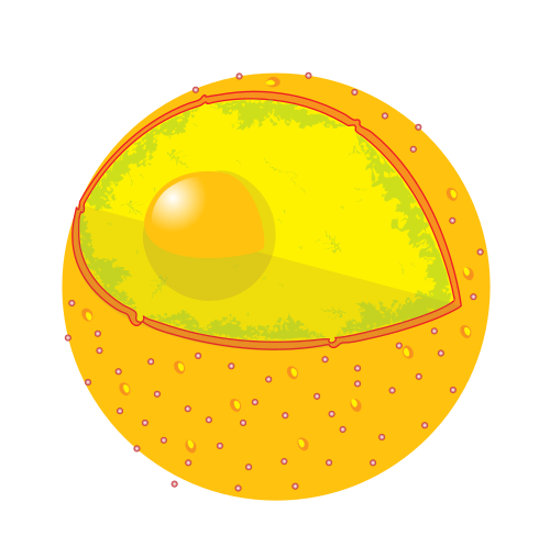 <p><strong>Nucleus</strong></p>