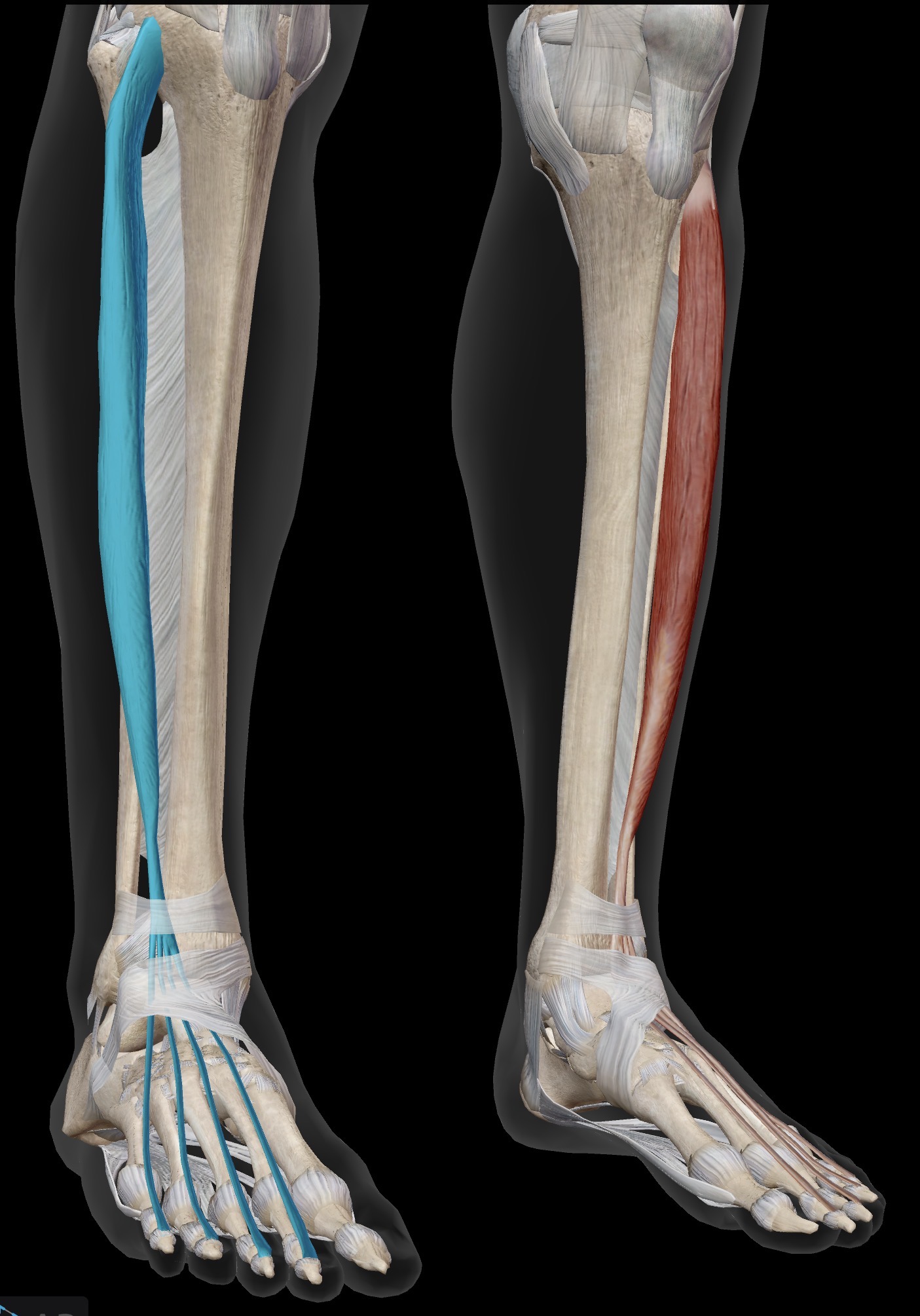 <p>Extensor digitorum longus</p><p>O: Mainly anterior fibula</p><p>I: By four tendons into middle and distal phalanges of 2nd-5th toes</p><p>A: Prime mover of toe extension (digits 2-5). Synergistic of dorsiflexion of the talocrural joint/ankle</p><p>IN: Deep peroneal (Deep fibular) nerve</p>