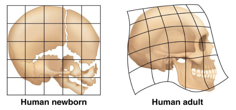 <p>When does the face develop?</p>