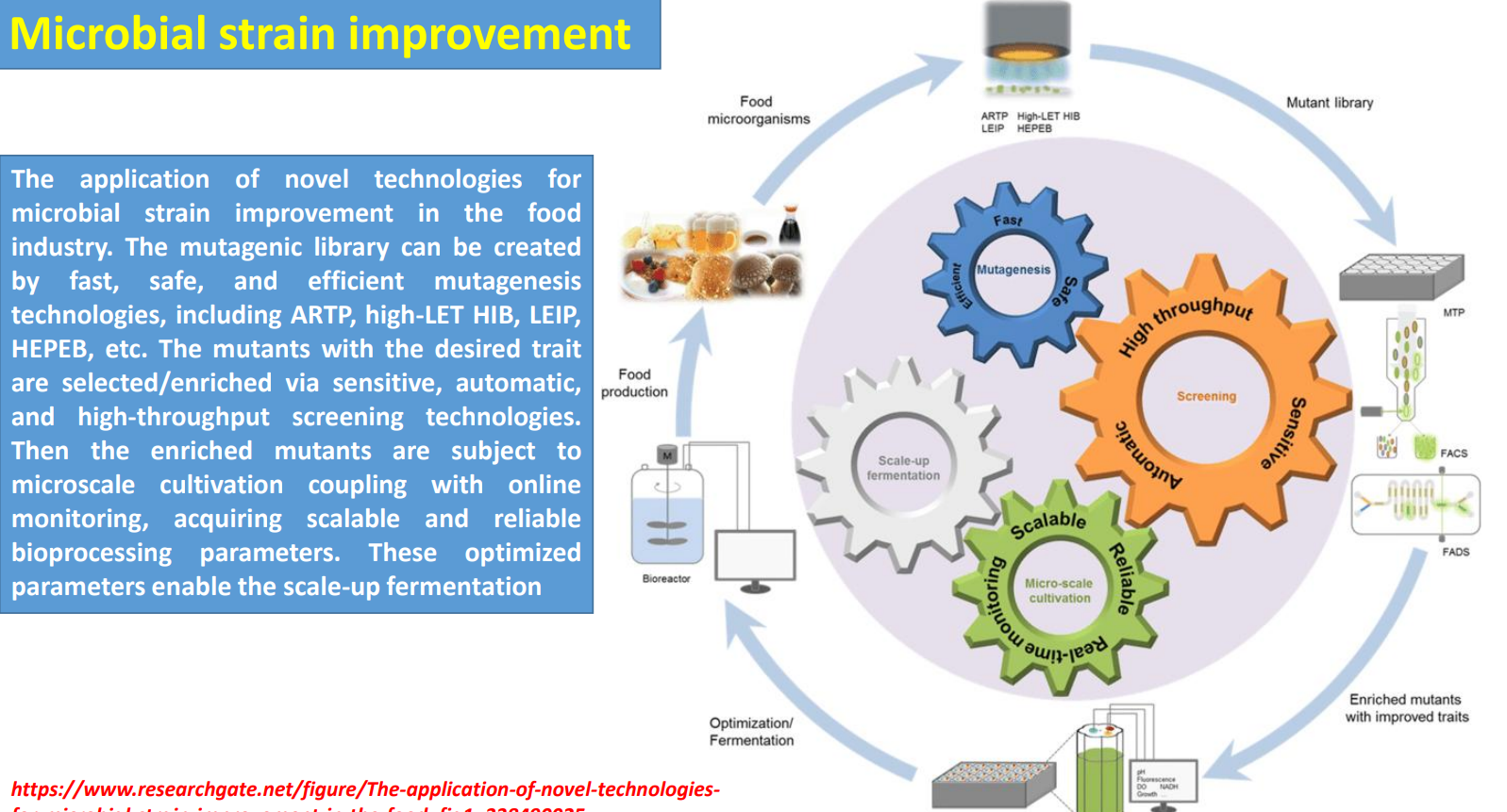 <p>Microbial strain improvement: High-throughput screening → filtering functional phenotypes </p><p></p>