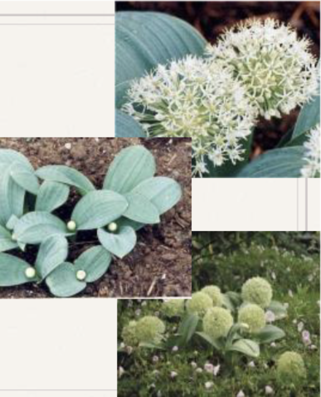 <p>Broad leaves, elliptic, grey<br>Semi-spherical umbel<br>grow close to ground</p>