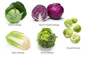 <p><span>cabbage</span></p>
