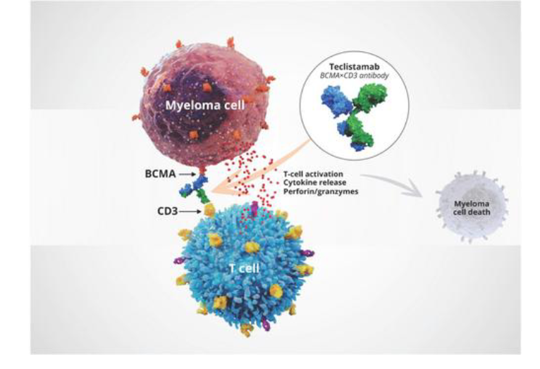 <p>The Principle of Bispecific Therapy</p>