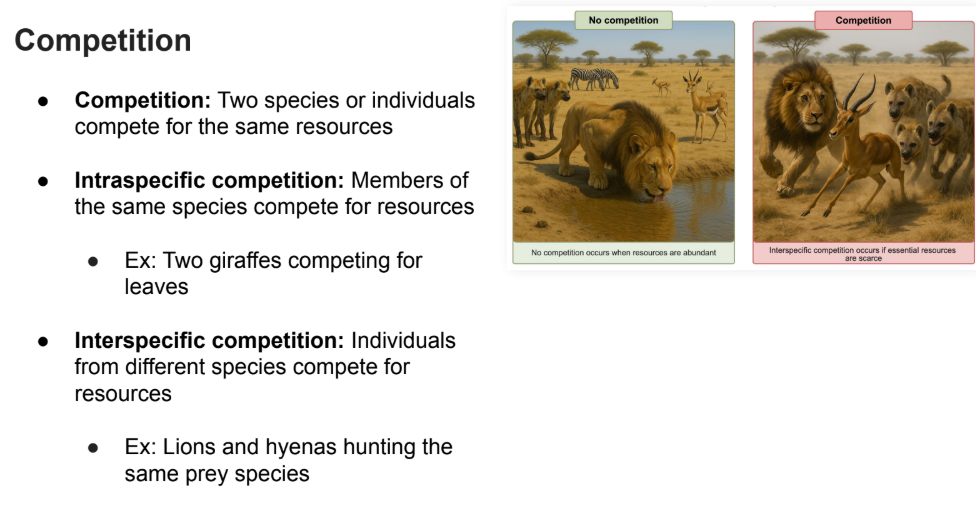<p>Individuals from different species compete for resources</p><ul><li><p>Ex: Lions and hyenas hunting the same prey species</p></li></ul><p></p>