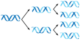 <p>each daughter strand contains a mixture of parental and new DNA</p>