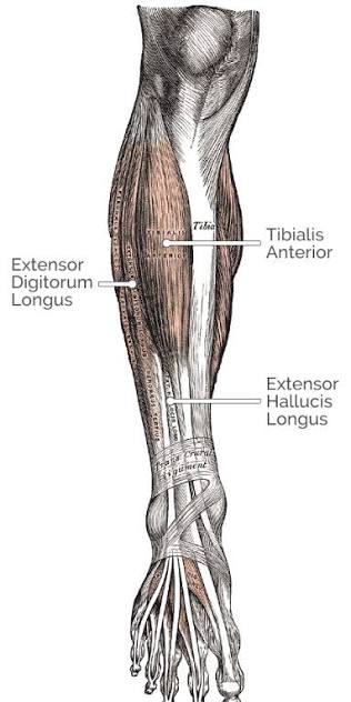 <ul><li><p>tibialis anterior</p></li><li><p>extensor digitorum longus longus muscles</p></li></ul><p></p>