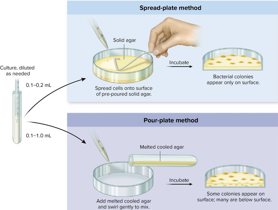 <p>quantify living cells on solid culture media</p><p>assumption: single cell gives rise to colony</p><ul><li><p>plate out dilution series: 30-300 colonies ideal</p></li><li><p>count colony forming units (CFU)</p></li></ul><img src="https://assets.knowt.com/user-attachments/e543bc89-b9b3-4b66-9c55-505330e085e1.png" data-width="50%" data-align="center" alt="" style="display: block; width: 50%; margin-left: auto; margin-right: auto;"><p></p>