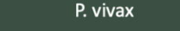 <p>microgametocyte</p>