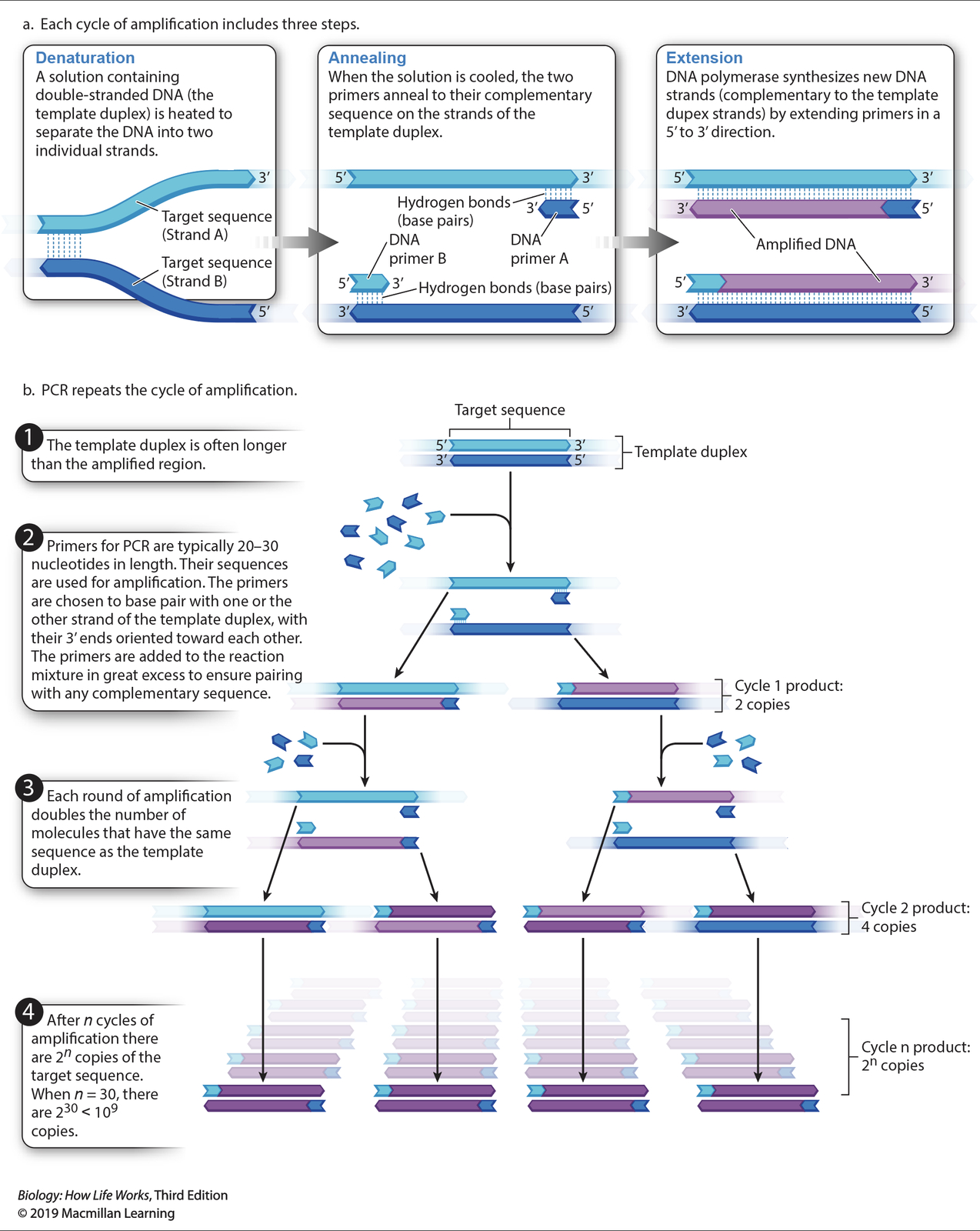 <p>T/F: Restriction enzymes are an essential component of PCR.</p>