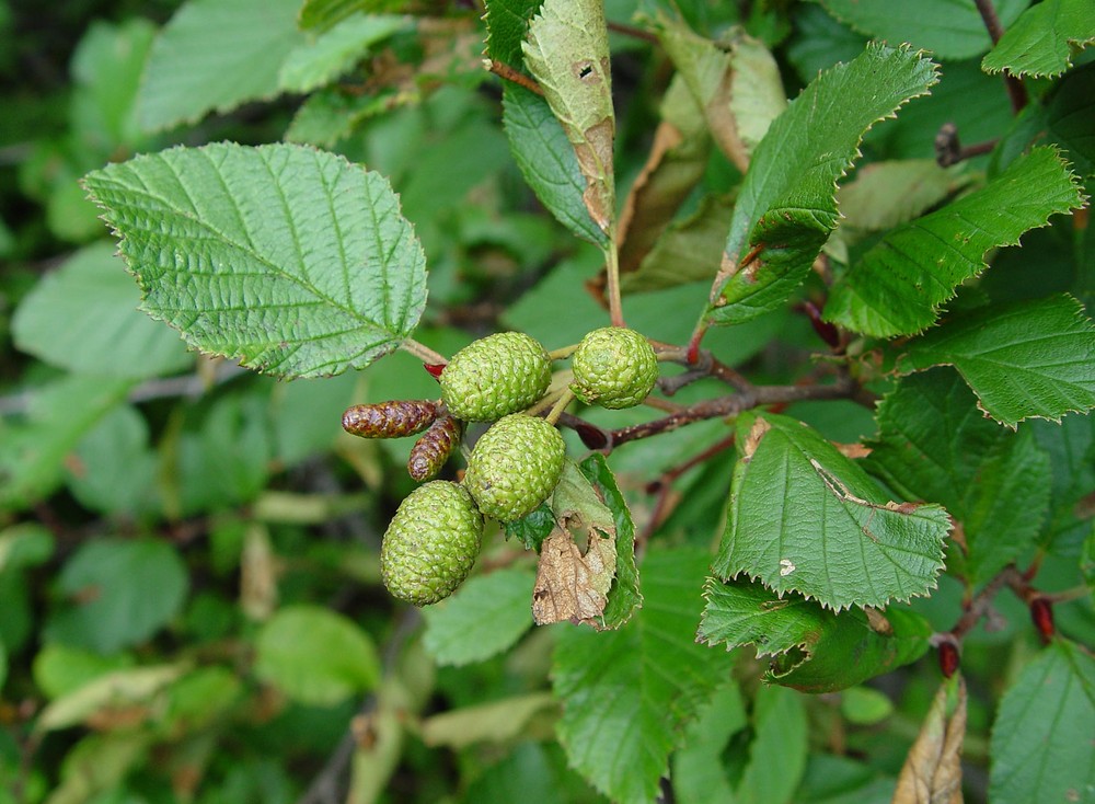 <ul><li><p>Multi-stemmed shrub forming dense colonies</p></li><li><p>Rounded, finely toothed leaves</p></li><li><p>Dangling male catkins and smaller female catkins</p></li><li><p>Woody cone-like fruits persisting through winter</p></li><li><p>Moist slopes, riparian areas, forest margins, and disturbed ground</p></li><li><p>Widespread across northern temperate and boreal regions</p></li></ul><p></p>