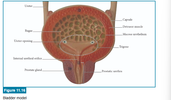 <p>correct answers</p>