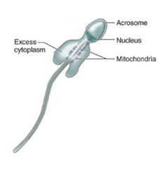 <p>When are spermatids fully released from Sertoli cells in the Maturation phase?</p>
