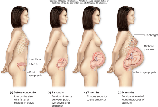 <ul><li><p>Begins once implantation occurs</p></li><li><p>By 12 weeks, uterus just superior to pubic symphysis</p></li><li><p>Most of enlargement due to:</p><ul><li><p><span>Muscle hypertrophy, hyperplasia, placental growth, and amniotic fluid</span></p></li></ul></li><li><p>By 16 weeks, fundus at midpoint between pubic symphysis and umbilicus</p></li><li><p><span>By ninth month fundus at xiphoid process of sternum</span></p></li></ul><p></p>