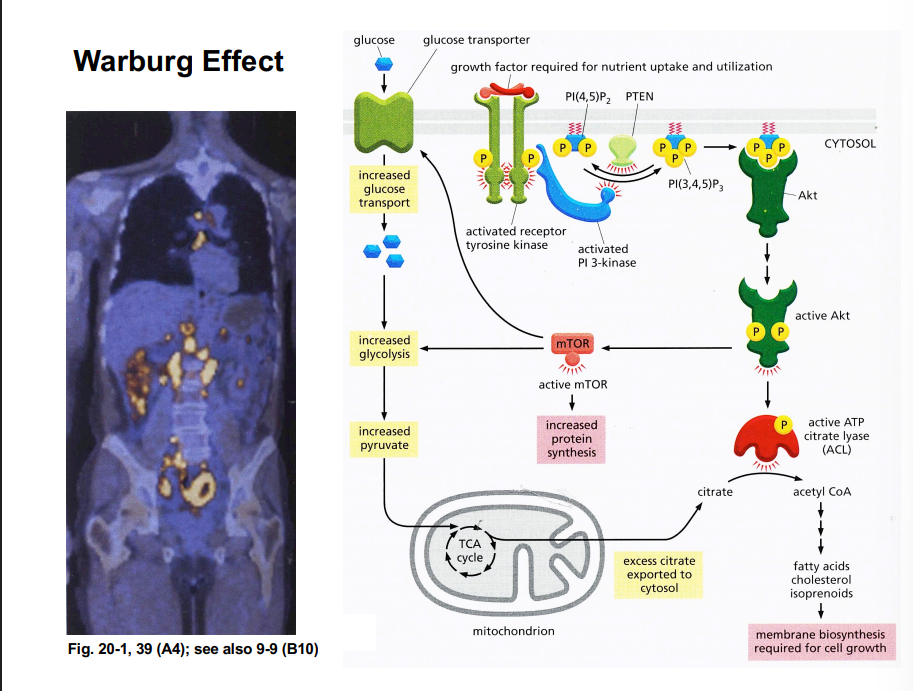 <p><span style="background-color: transparent;"><strong>The Warburg Effect (Aerobic Glycolysis)</strong></span></p>