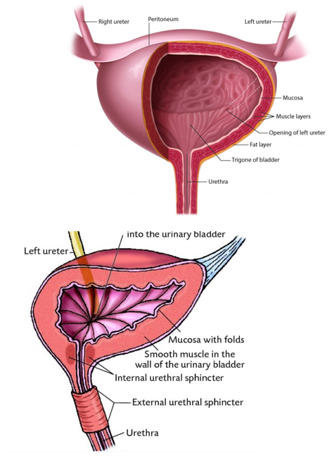 <p>bladder emptying</p>