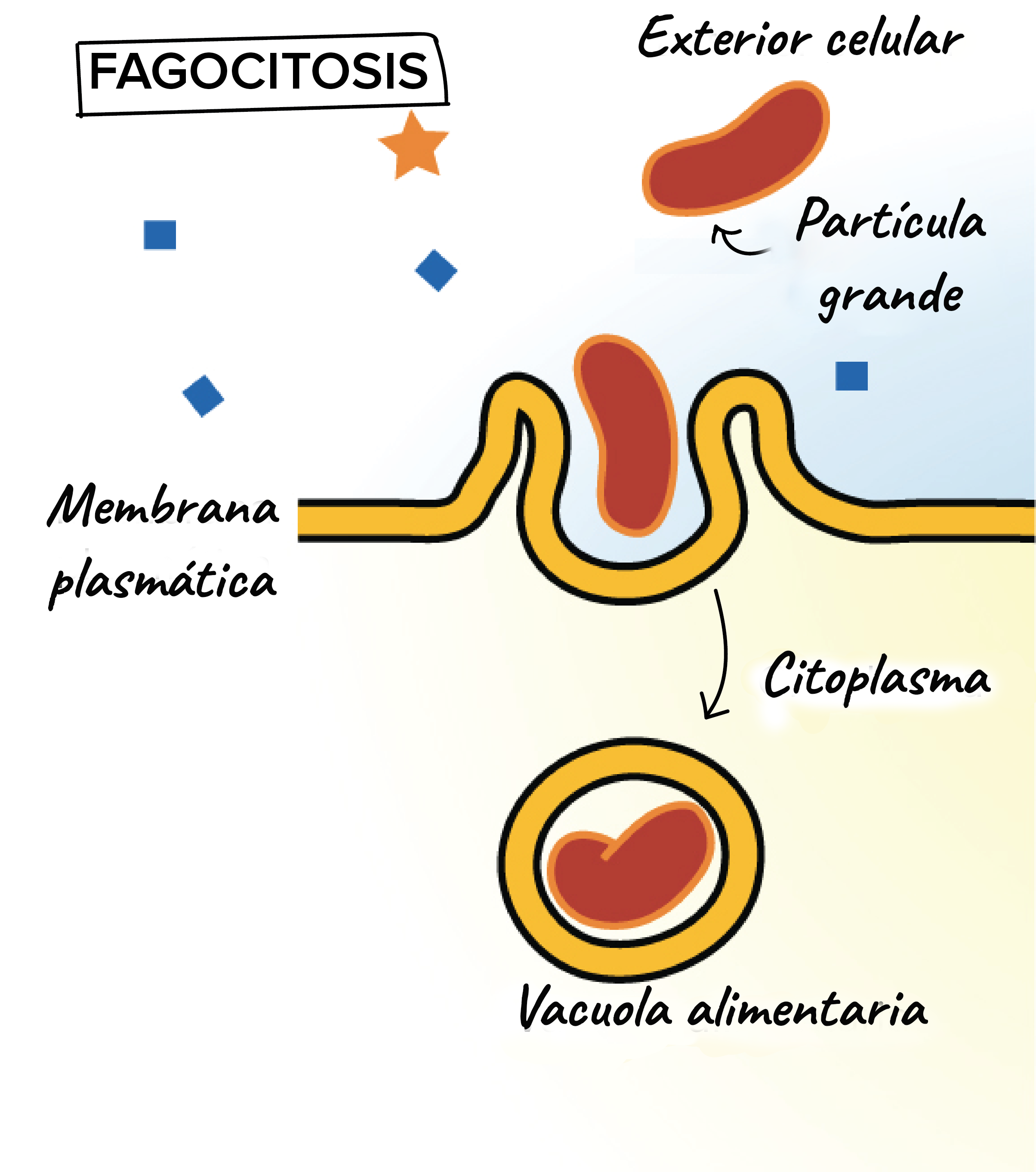 <p>Tipo de endocitosis en la que la membrana celular se invagina para capturar <strong><mark data-color="#f3f707" style="background-color: rgb(243, 247, 7); color: inherit;">partículas sólidas</mark></strong> de gran tamaño mediante pseudópodos (“pies falsos”).</p>