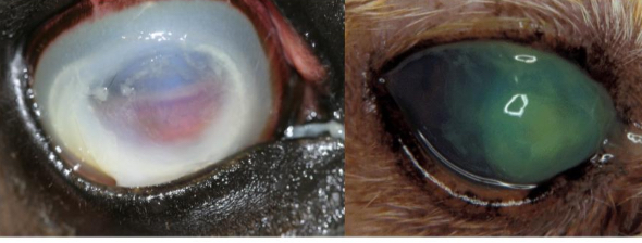 <p>Melting ulcers</p><ul><li><p>Left - horse</p></li><li><p>Right - dog </p></li></ul><p></p>