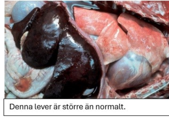 <p><strong>Kombinera det makroskopiska utseenden hos respektive lever (A-D) med trolig diagnos.</strong></p><p class="p1"><strong>Dra rätt alternativ till ”diagnos” för respektive bild. Endast ETT alternativ per</strong></p><p class="p1"><strong>makroskopiskt utseende. (2p)</strong></p>