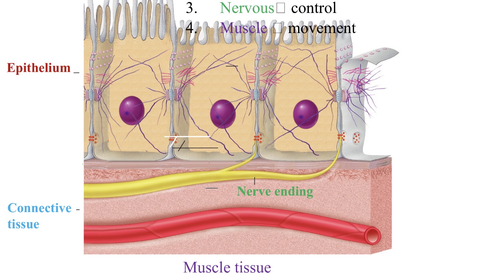 <ol><li><p>Epithelium- covering &amp;</p></li></ol><p>lining</p><p>2. Connective -tissue support</p><p>3. Nervous -control</p><p>4. Muscle -movement</p>