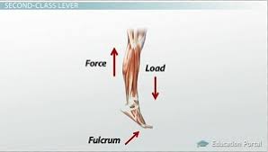 <p>like lifting and pulling a wheelbarrow or standing on toes</p>