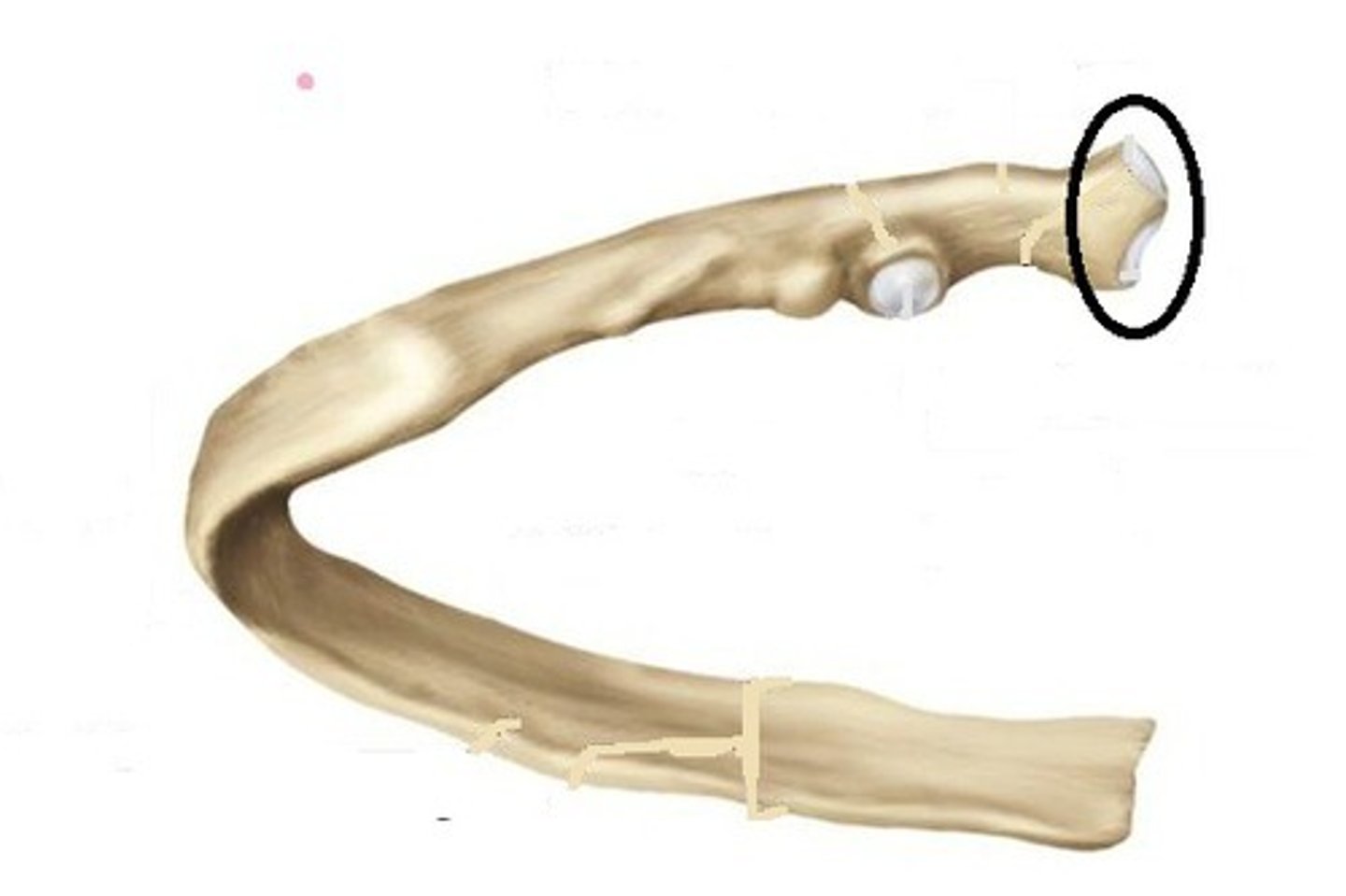<p>Articulates with vertebral body</p>