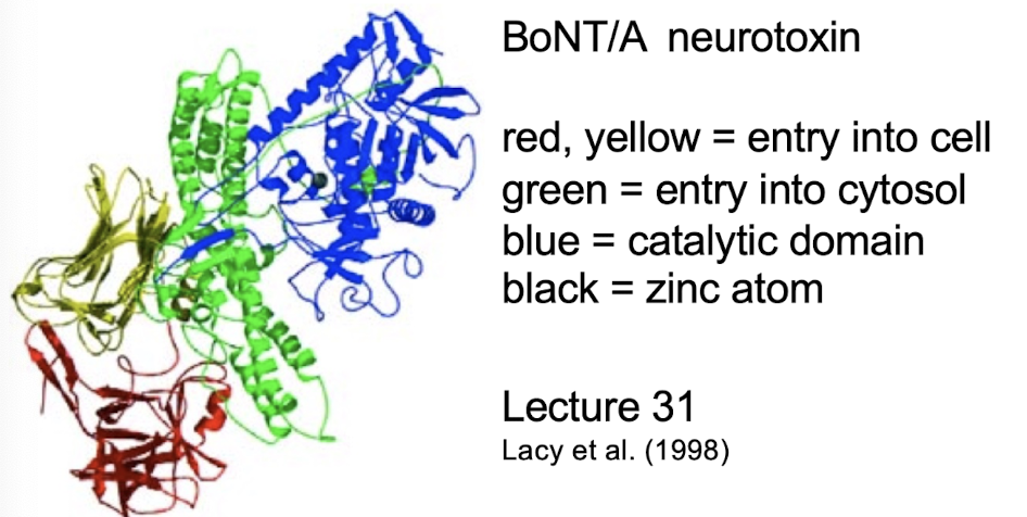 <p>a protein domain</p>