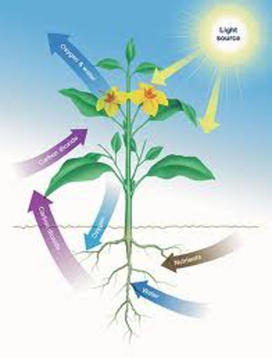 <p>Organisms that make their own food</p>
