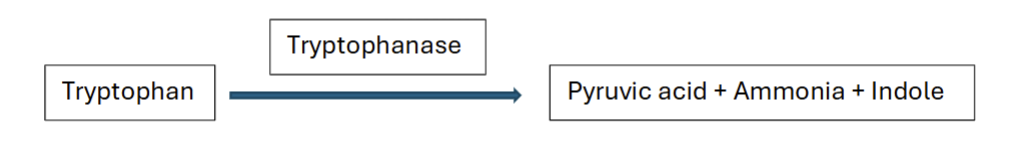 <p>Tryptophan = food</p>