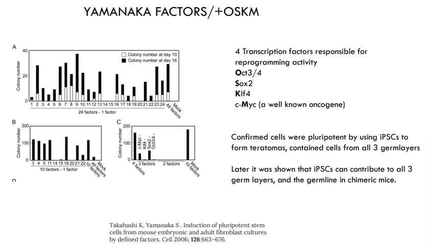 <ul><li><p><strong>4 Yamanaka TFs </strong>are responsible for reprogramming</p></li><li><p>if these are <strong>expressed together </strong>in any non-stem adult cell, it will become an <strong>induced </strong>pluripotent stem cell</p></li><li><p>these can form <strong>teratomas </strong>(small tumours containing cells from all three germ layers), as well as chimeric mice</p></li></ul><p></p>
