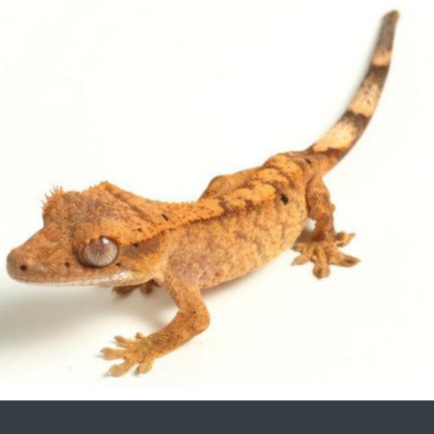 <p>name this animal</p>